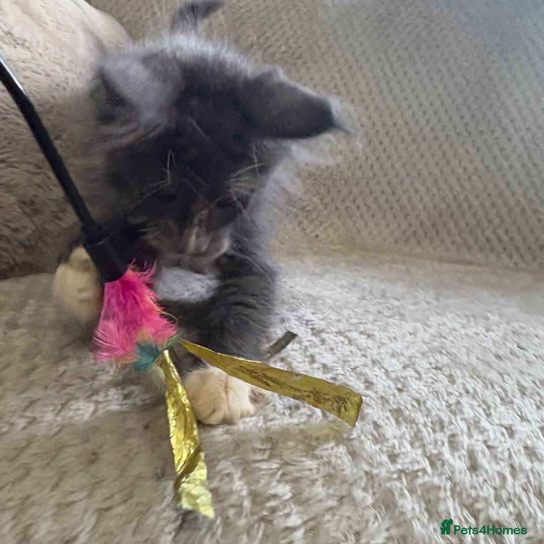 Maine Coon cats for sale: Reduced Pedigree GCCF registered kitten 1.6kg - Image 14