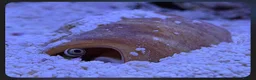 Other/Mixed Breed fish for sale: Rehoming Required - 2 Clownfish, Strawberry Conch - Advert 2