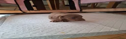 Dachshund dogs for sale: Minature dachshound puppies in Bedlington - Advert 12
