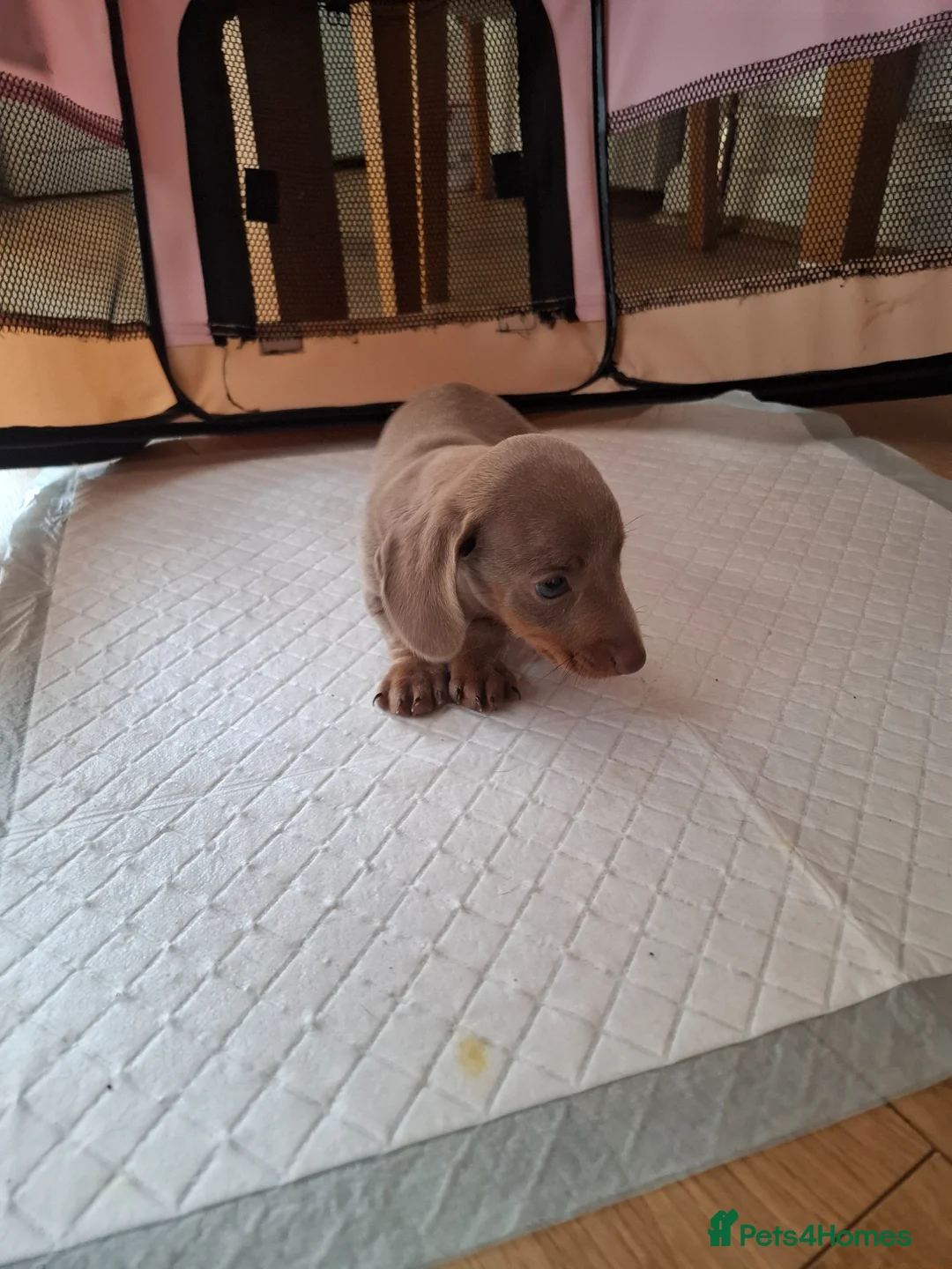 Dachshund dogs for sale: Minature dachshound puppies in Bedlington - Advert 12