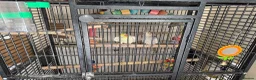 Cockatiels birds for sale: 2x cocktails, large cage & food for sale  in Maidstone - Advert 6