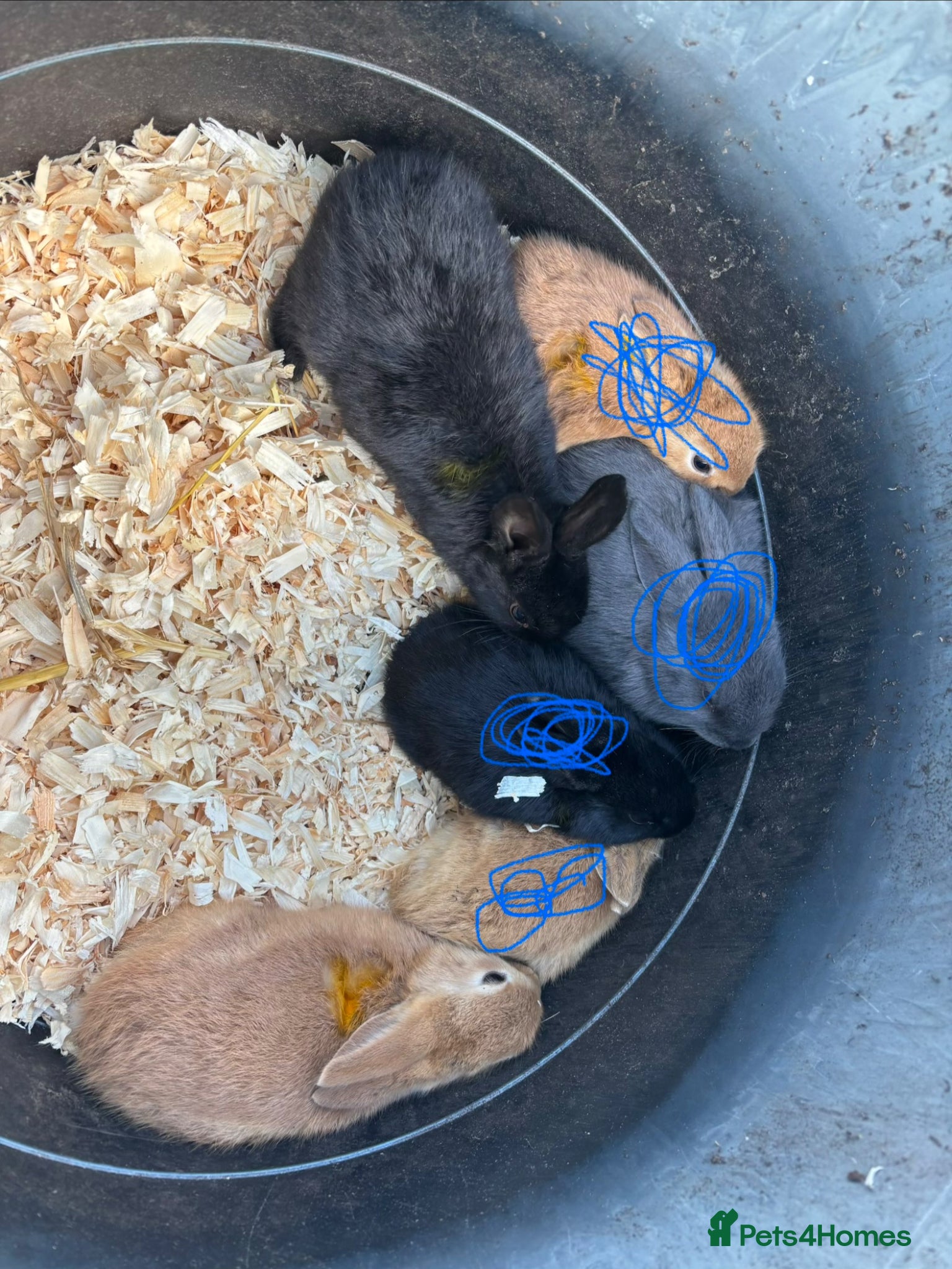 Rex rabbits Ready to leave now. 2 female 4 male Rex rabbits.  - Advert 4