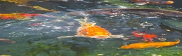 Koi Carp fish for sale: Koi Carp  in Brighton - Advert 3