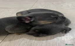 French Bulldog dogs for sale: Beautiful frenchbulldog puppies  - Image 2