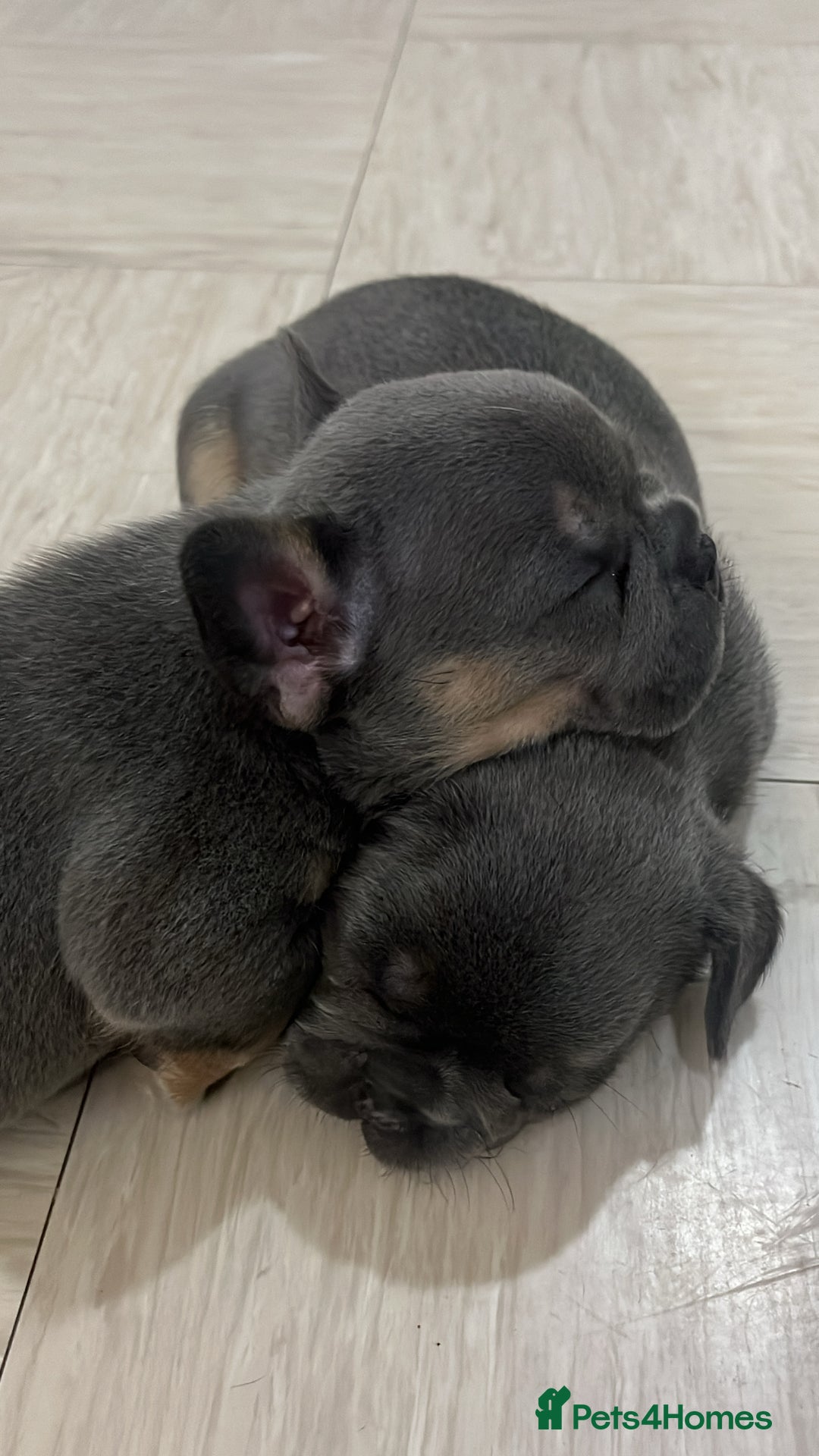 French Bulldog dogs for sale: Beautiful frenchbulldog puppies  - Image 2