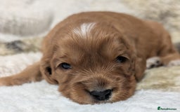 Cockalier dogs for sale: Stunning Health Tested Cockalier Puppies - Image 20