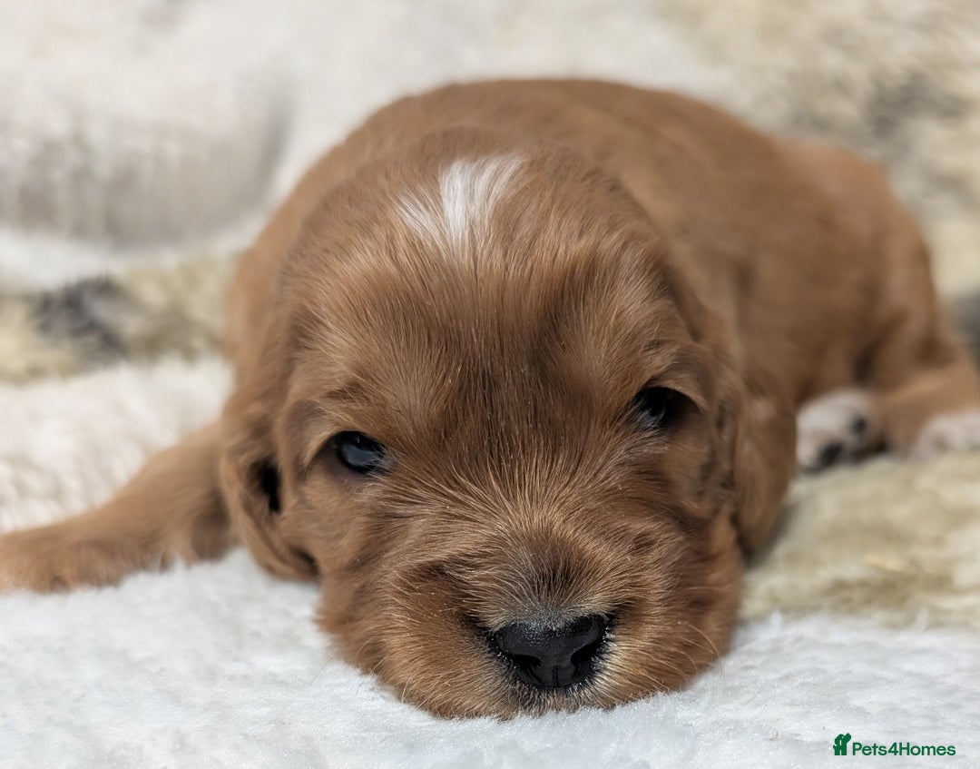 Cockalier dogs for sale: Stunning Health Tested Cockalier Puppies - Image 20