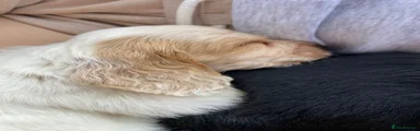 Cocker Spaniel 4