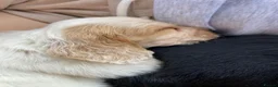 Cocker Spaniel dogs for sale: Working Cocker Spaniels  in Preston - Advert 2