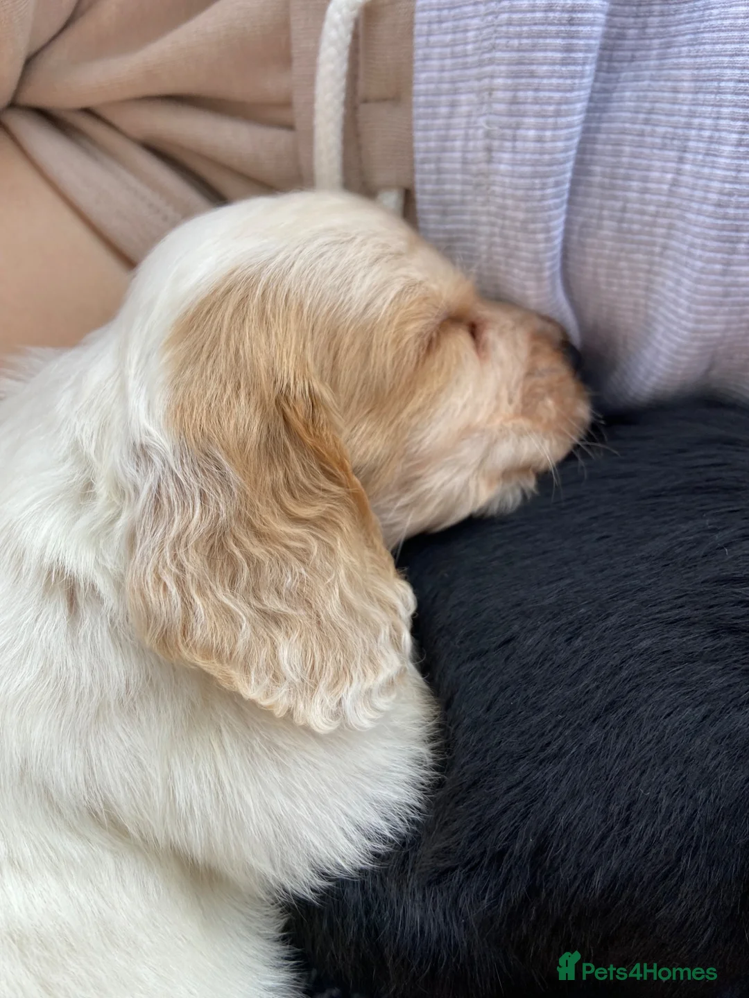 Cocker Spaniel dogs for sale: Working Cocker Spaniels  in Preston - Advert 2