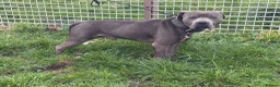 Staffordshire Bull Terrier dogs for sale: ENZO BLUE STAFFORDSHIRE BULL TERRIER MALE - Advert 1
