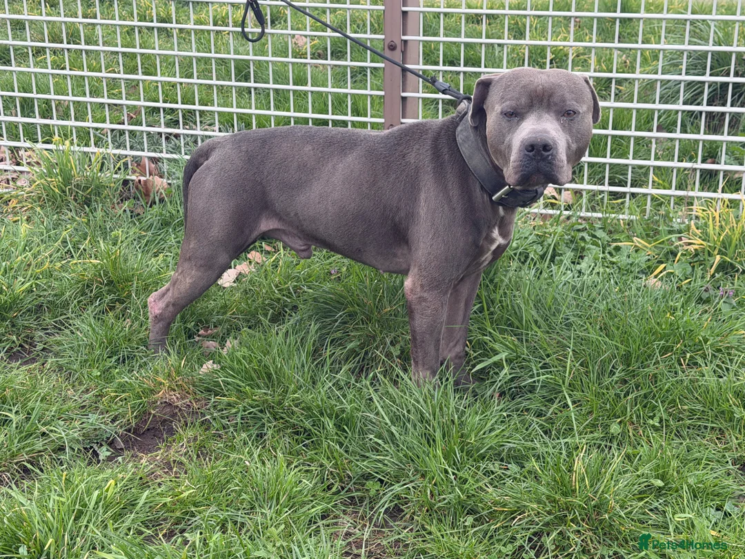 Staffordshire Bull Terrier dogs for sale: ENZO BLUE STAFFORDSHIRE BULL TERRIER MALE - Advert 1