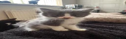 Mixed Breed cats for sale: Beautiful Kittens Looking for Loving Forever Homes in Stockton-on-Tees - Advert 6