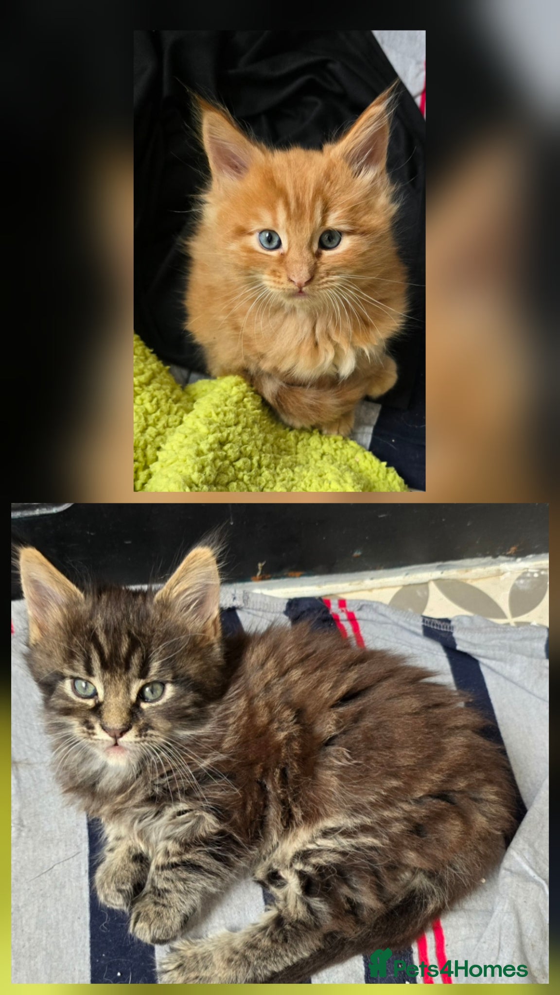 Maine Coon cats Main coon - Advert 17