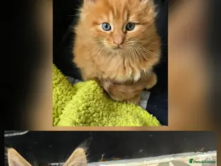 Maine Coon cats Main coon - Advert 17