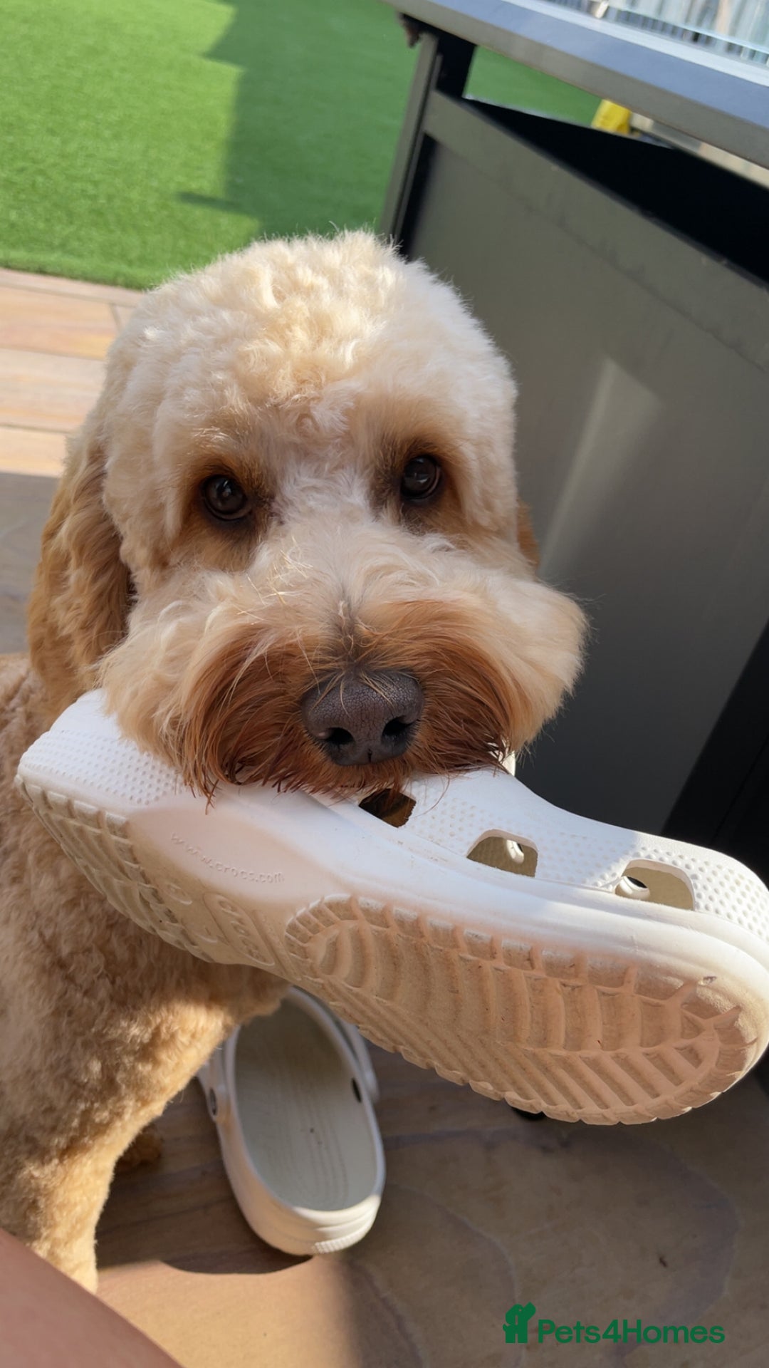 Cockapoo dogs for stud: Stud only! - Image 6