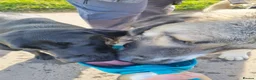 Mixed Breed dogs for adoption: 🐾Tuke  - Advert 9