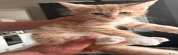 Mixed Breed cats for sale: 2 Ginger kittens ready to leave!  - Advert 4