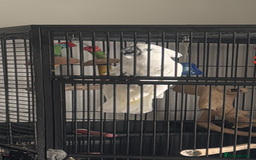 Cockatoo birds for sale: Umbrella Cockatoo  - Image 6