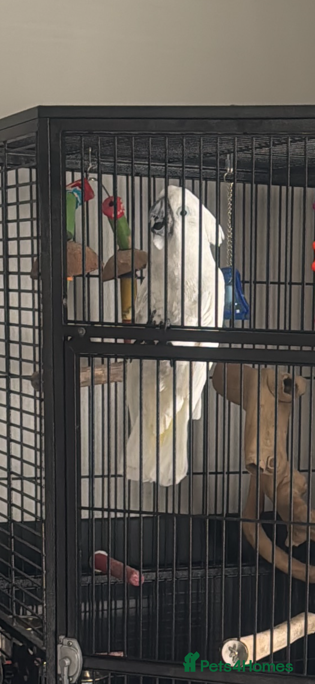Cockatoo birds for sale: Umbrella Cockatoo  - Image 6