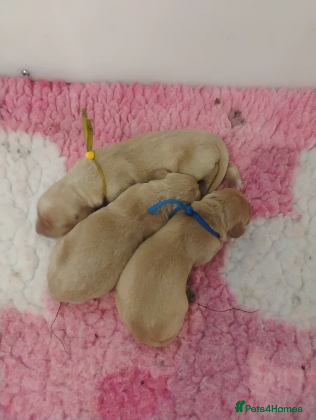 Labrador Retriever dogs for sale: Labrador puppies KC Fully health tested parents  - Advert 3