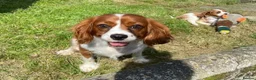 Cavalier King Charles Spaniel dogs for sale: Beautiful Cavalier King Charles Spaniel puppies - Advert 24