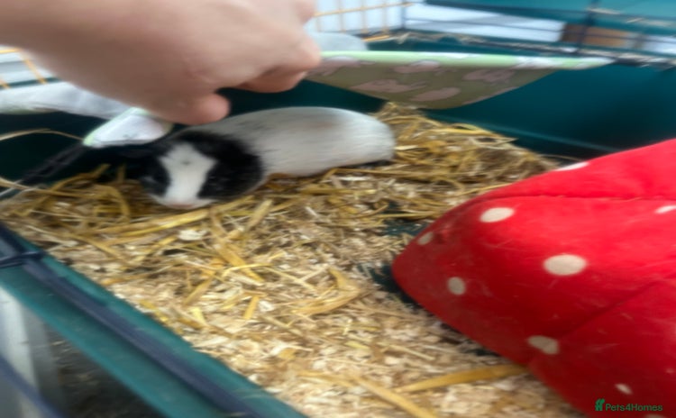 Guinea Pig rodents - Advert 1