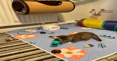British Shorthair cats - Advert 4