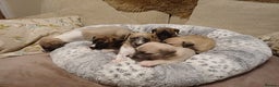 Whippet dogs for sale: KC  REG WHIPPET PUPS - Advert 12