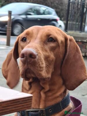 Hungarian Vizsla dogs Exceptional Three Year Old Neuteted Male - Advert 1