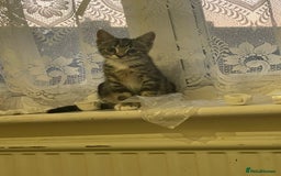 Mixed Breed cats for sale: COMES WITH ESSENTIALS .male kitten 4 months  - Image 2