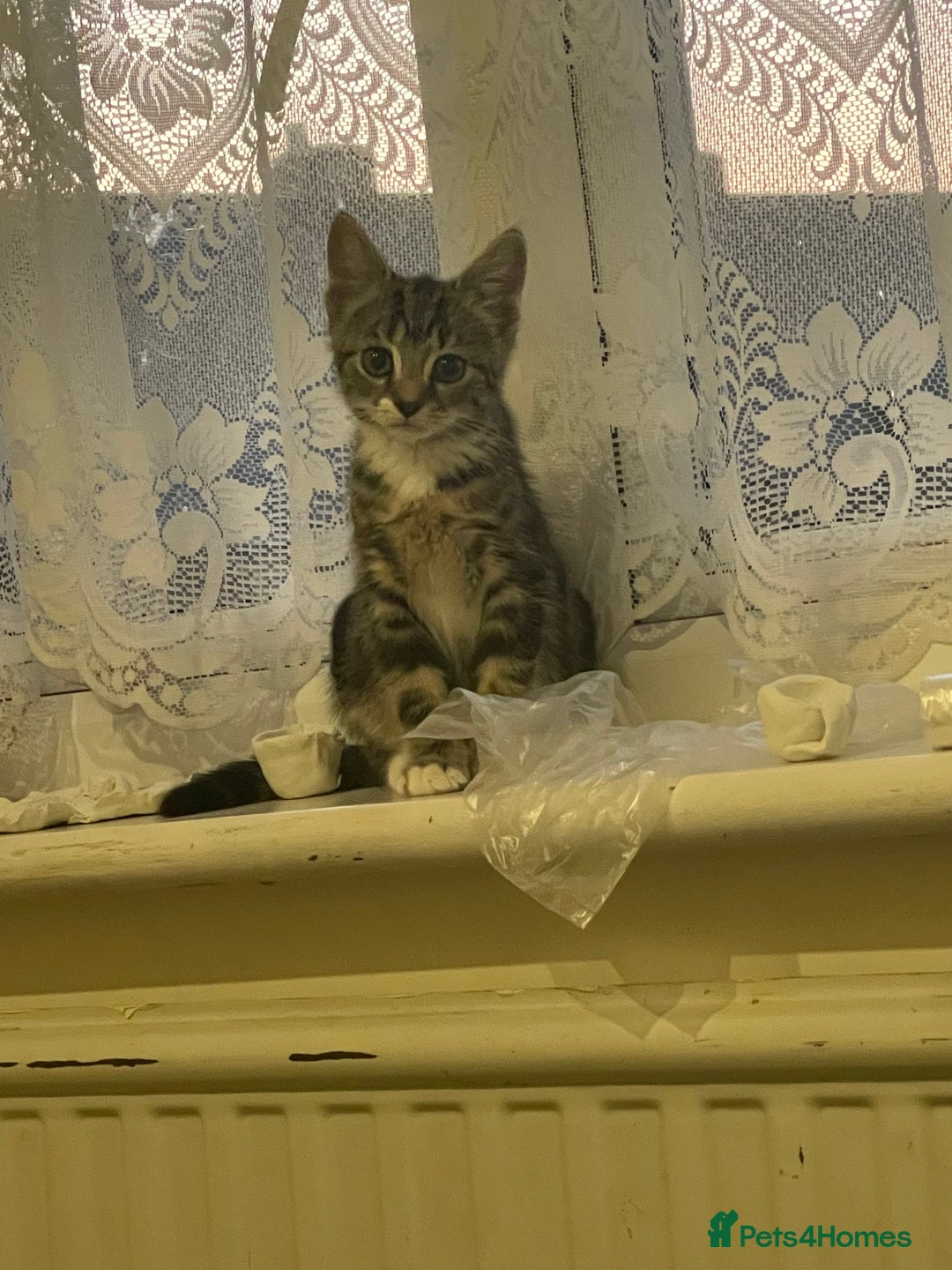 Mixed Breed cats for sale: COMES WITH ESSENTIALS .male kitten 4 months  - Image 2