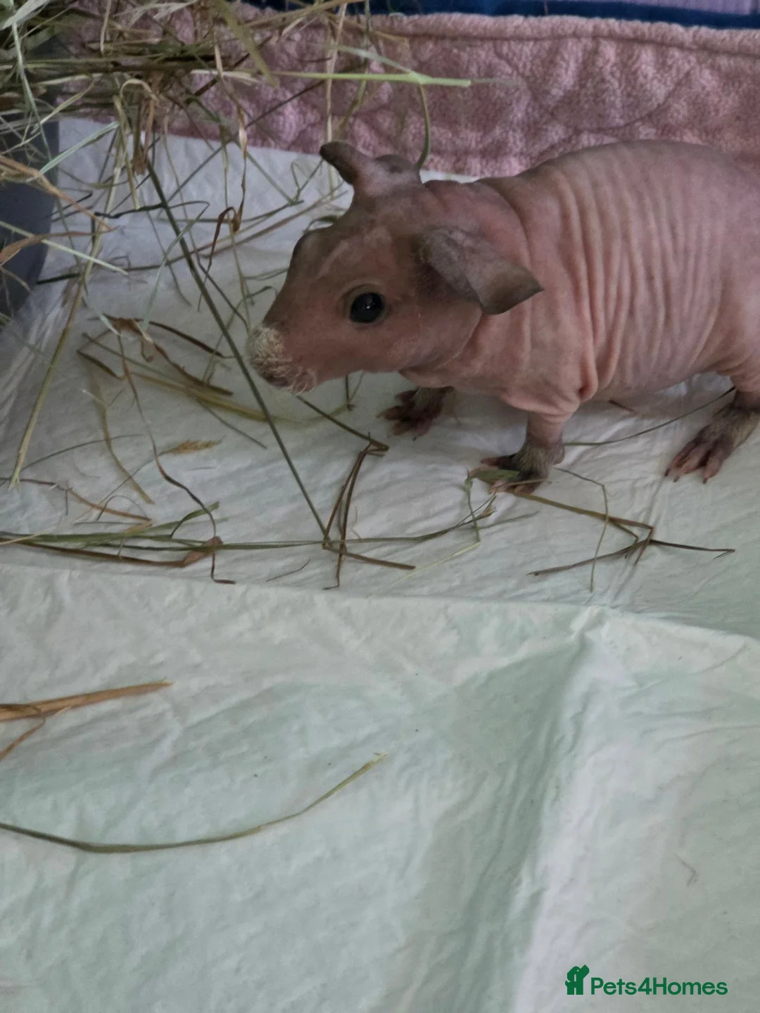 Guinea Pig rodents for sale: Male skinny pigs,  - Advert 8