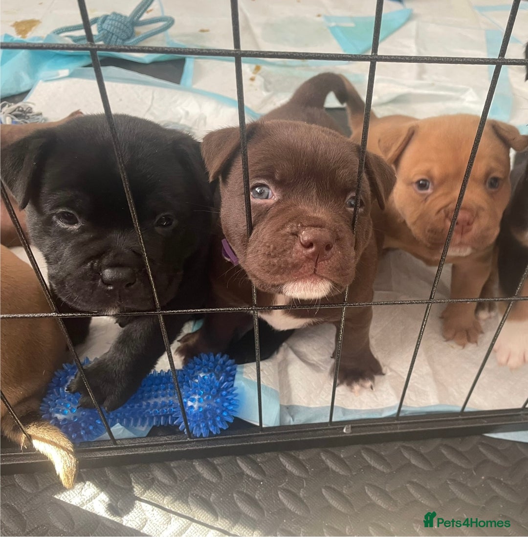 Mixed Breed dogs for sale: Pocket bully cross Chow Chow puppies for sale - Image 1