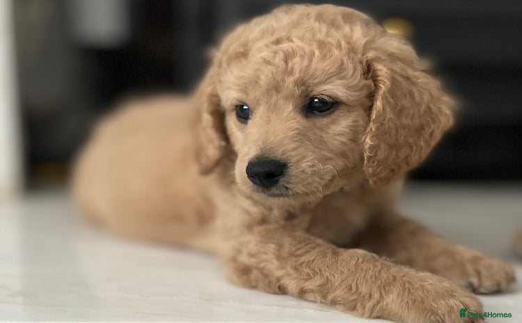 Mixed Breed dogs - Advert 3