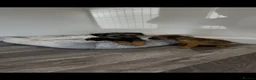 Border Terrier dogs for sale: Border terrier - Advert 9