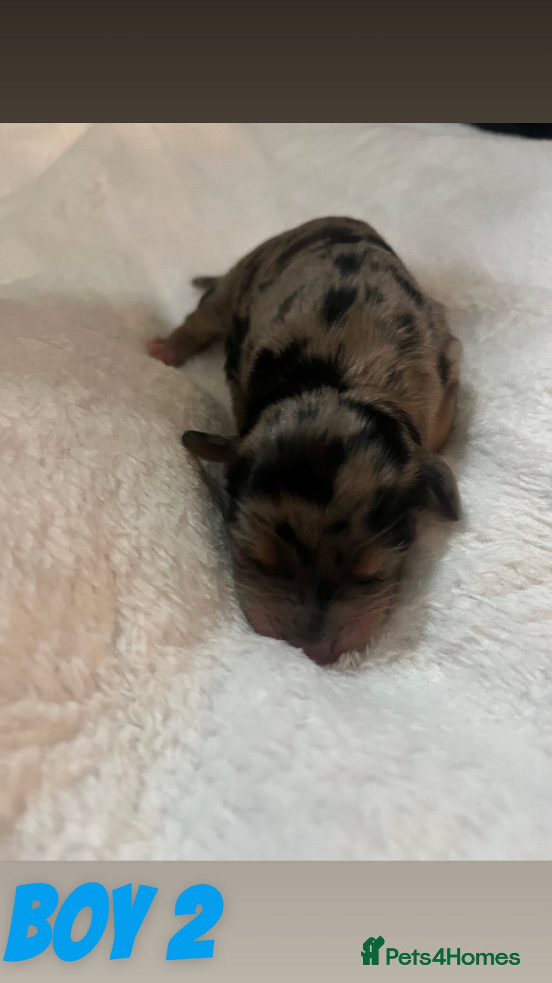 Cockapoo dogs for sale: Cockapoo puppies ready for there home 30/09/25  - Image 6