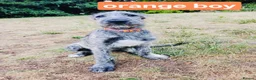 Irish Wolfhound dogs for sale: HEALTH TESTED KC Reg Irish Wolfhound Male - Advert 12