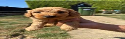 Cockapoo dogs for sale: F1b cockapoo  - Advert 6