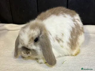 Mini Lop rabbits for sale: Stunning mini lop babies - Advert 4