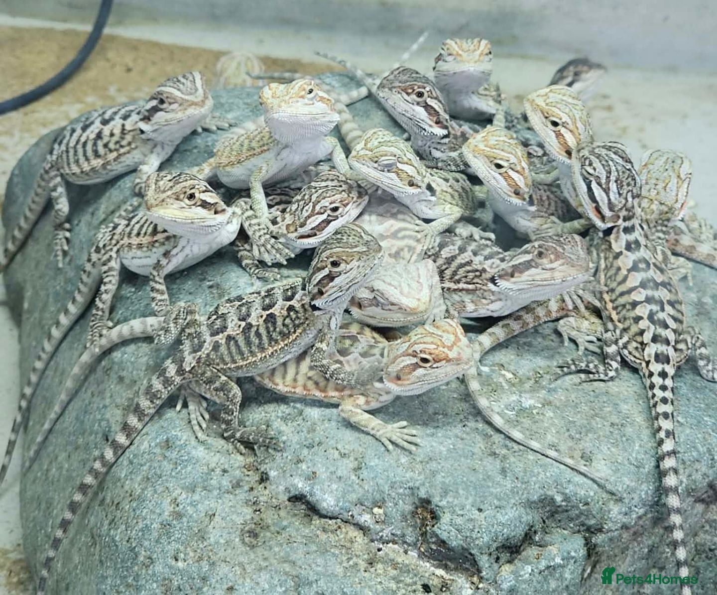Bearded Dragon reptiles 21 Bearded Dragons  - Advert 1