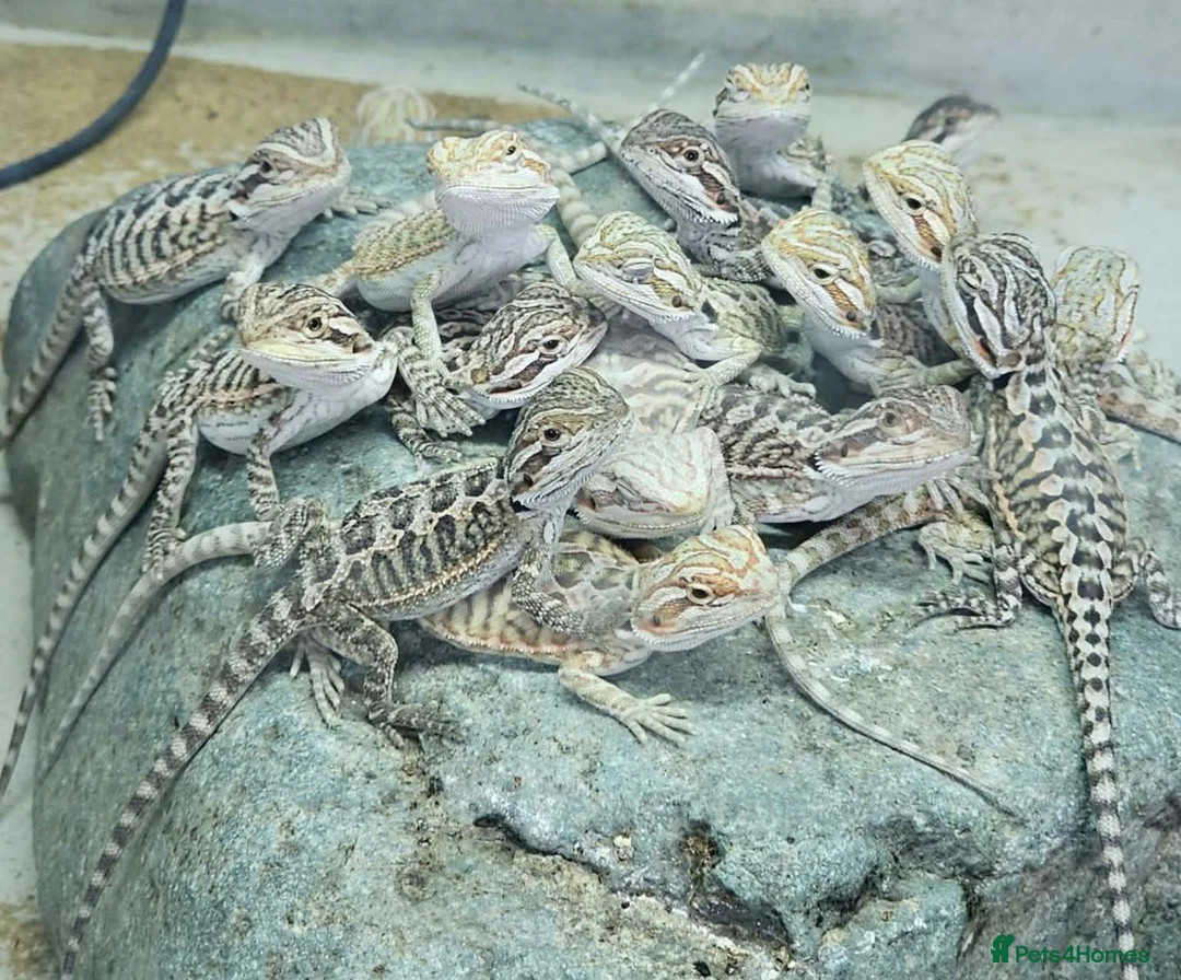 Bearded Dragon reptiles for sale: 21 Bearded Dragons  - Advert 1