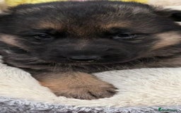 German Shepherd dogs for sale: German shepherd puppies  - Advert 4