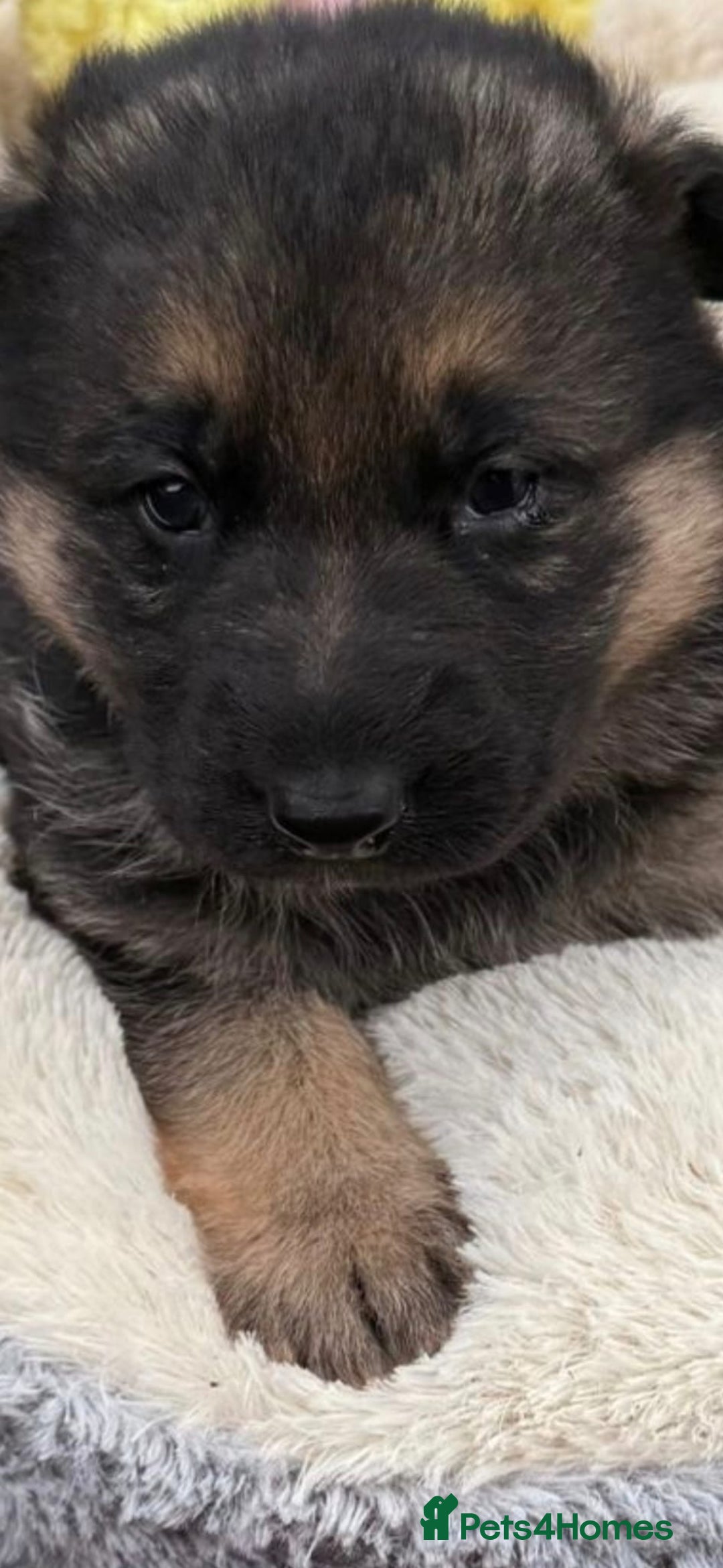 German Shepherd dogs for sale: German shepherd puppies  - Advert 4