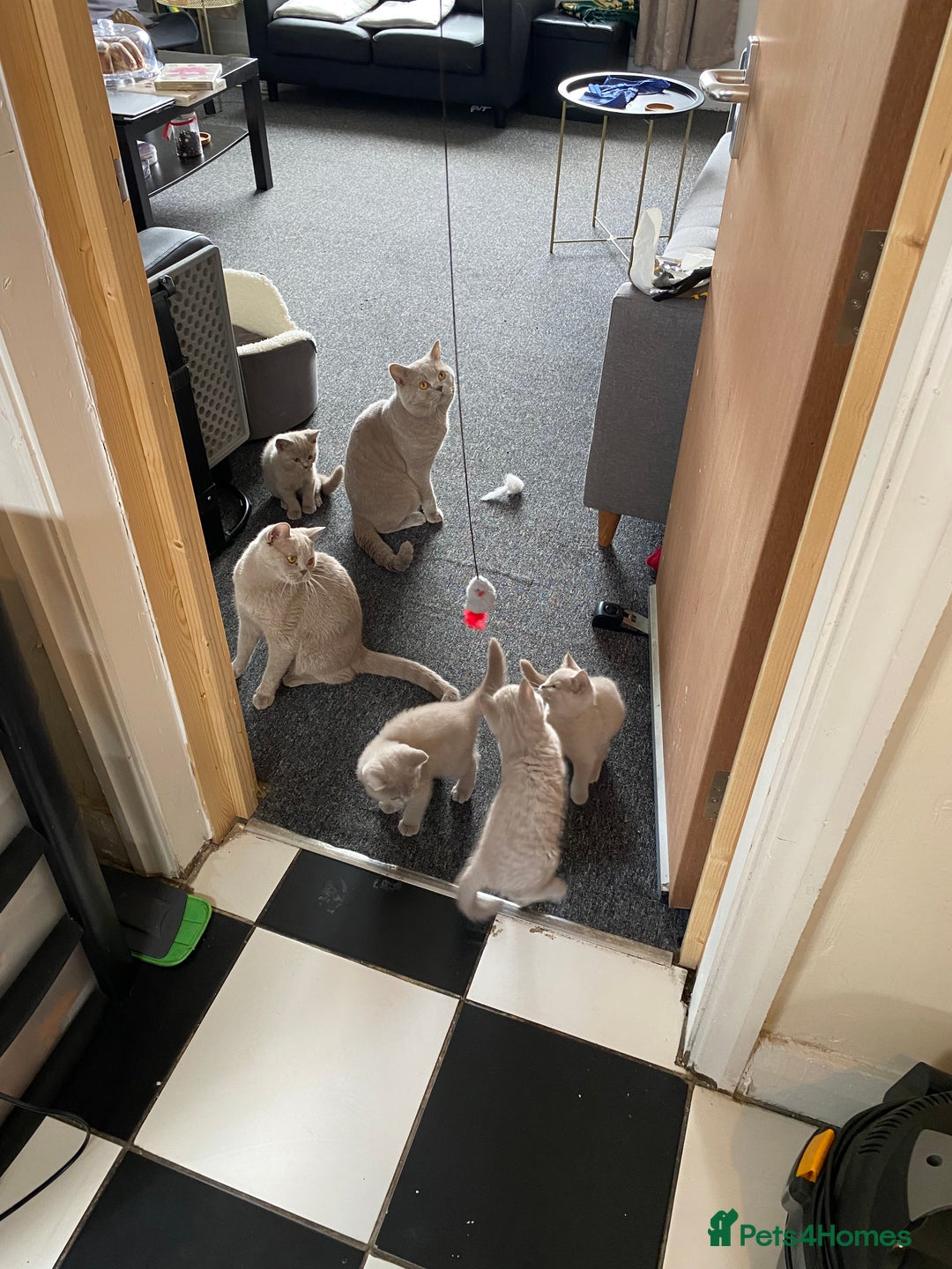 British Shorthair cats for sale: Stunning British Shorthair ready to reserve  - Image 19