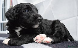 Double Doodle dogs for sale: Stunning litter standard golden doodles - Image 12