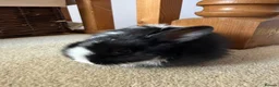 Netherland Dwarf rabbits for sale: Beautiful Netherland Dwarf kits  - Advert 8