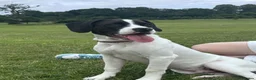 Mixed Breed dogs for sale: Milo - Rehome - Advert 3