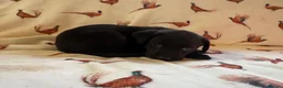 Labrador Retriever dogs for sale: KC LABRADOR RETRIEVER PUPPIES - Advert 4