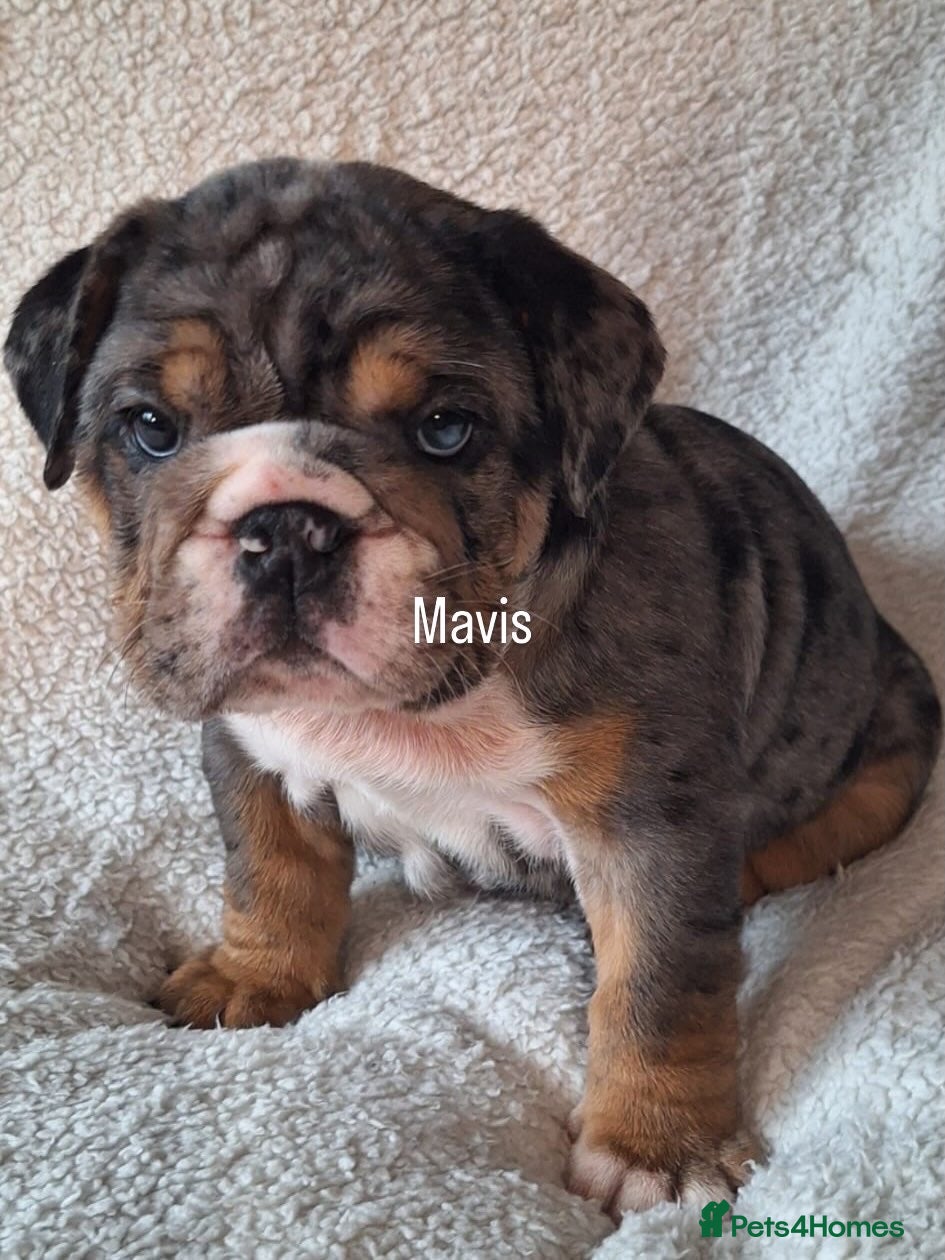 English Bulldog dogs Ready to go!  Stunning English Bulldog - Advert 2